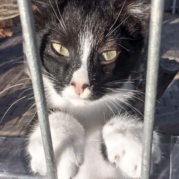 Katerchen Nino / © 2017 Arche KaNaum (DN)