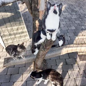 Die 4 Kids von Kätzin Hexe mit Kumpel Katerchen Goofy (l.) / © 2017 Arche KaNaum (DN)