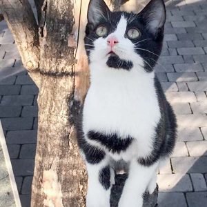 Kätzin Trudi / © 2017 Arche KaNaum (DN)