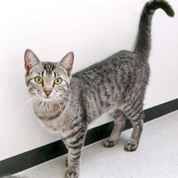 Kätzin Dobby / © 2017 Arche KaNaum (OS)