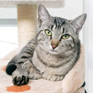 Kätzin Dobby / © 2017 Arche KaNaum (OS)