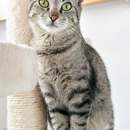 Kätzin Dobby / © 2017 Arche KaNaum (OS)