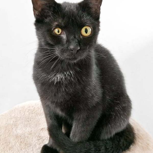 Kätzin Dusty / © 2017 Arche KaNaum (OS)