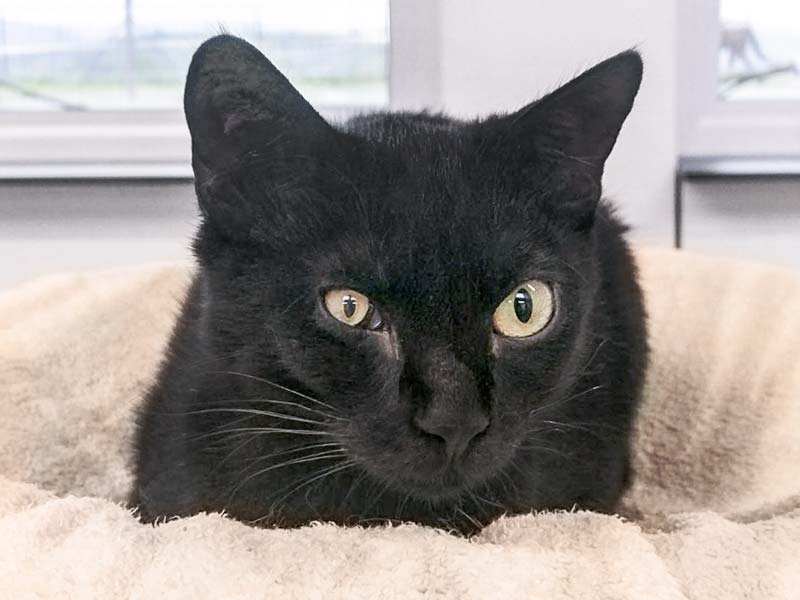 Kätzin Dusty / © 2017 Arche KaNaum (OS)