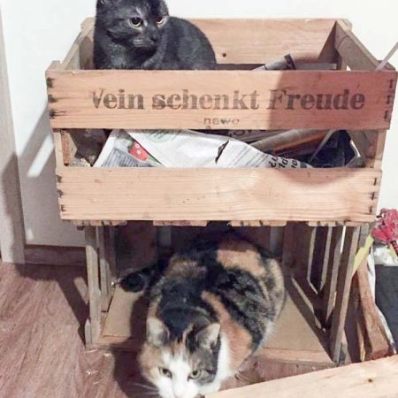 Kätzin Greta (o.) mit Freundin im neuen Zuhause / © 11.04.'17 Privat