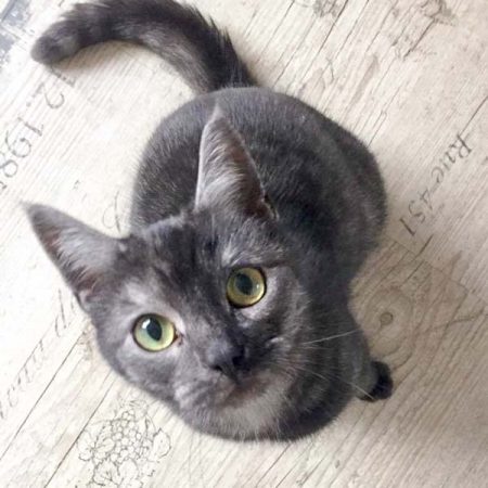 Kätzin Greta im neuen Zuhause / © 11.04.'17 Privat