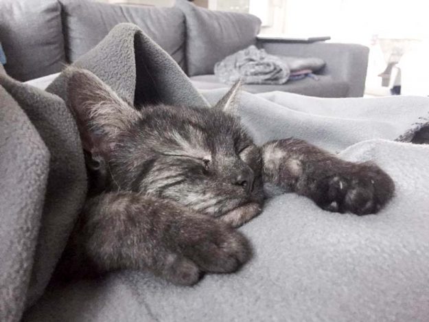 Kätzin Greta im neuen Zuhause / © 11.04.'17 Privat