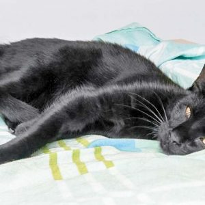 Kätzin Dusty / © 2017 Arche KaNaum (OS)