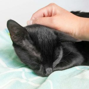 Kätzin Dusty / © 2017 Arche KaNaum (OS)