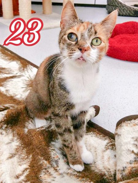 Kätzin Alea / © 2016 Arche KaNaum (OS)