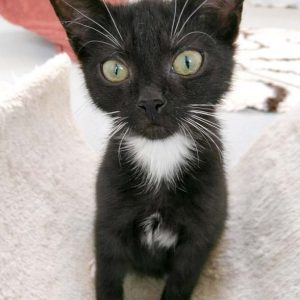 Kater Haru / © 2016 Arche KaNaum (OS)