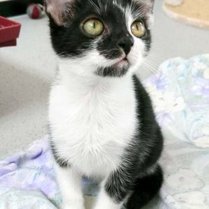 Kätzin Tama / © 2016 Arche KaNaum (OS)