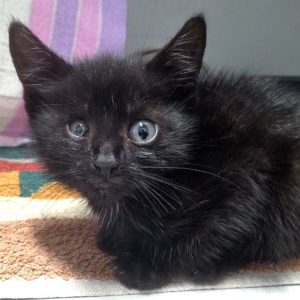 Kätzin Dusty / © 2016 Arche KaNaum (OS)