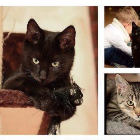 Kater Pedro und Liban im neuen Zuhause / © 03.11.'16 Privat