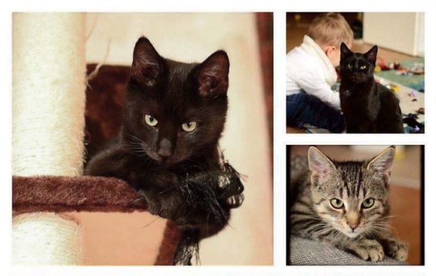 Kater Pedro und Liban im neuen Zuhause / © 03.11.'16 Privat