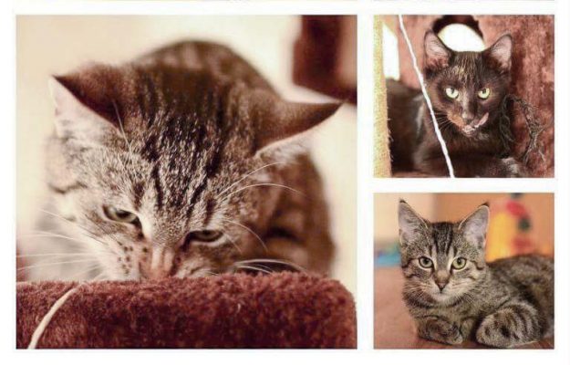 Kater Liban und Pedro im neuen Zuhause / © 03.11.'16 Privat