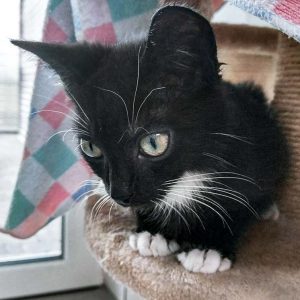 Kater Haru / © 2016 Arche KaNaum (OS)