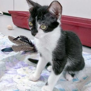 Kätzin Tama / © 2016 Arche KaNaum (OS)