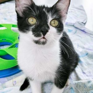 Kätzin Tama / © 2016 Arche KaNaum (OS)