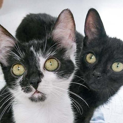 Kätzin Tama (l.) und Kater Kobo / © 2016 Arche KaNaum (OS) Kätzin Tama (l.) und Kater Kobo / © 2016 Arche KaNaum (OS)