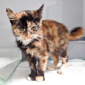 Kätzin Philomena / © 2016 Arche KaNaum (DN) Kätzin Philomena / © 2016 Arche KaNaum (DN)