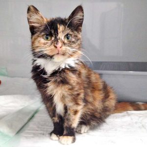 Kätzin Philomena / © 2016 Arche KaNaum (DN) Kätzin Philomena / © 2016 Arche KaNaum (DN)