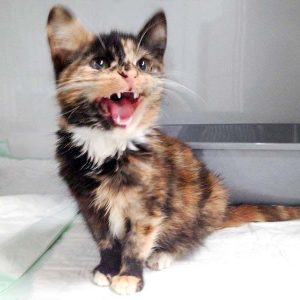 Kätzin Philomena / © 2016 Arche KaNaum (DN) Kätzin Philomena / © 2016 Arche KaNaum (DN)