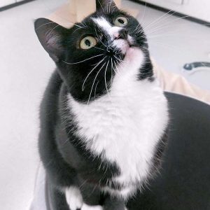 Kätzin Lilli / © 2016 Arche KaNaum (OS)