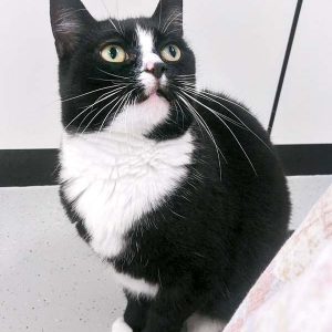 Kätzin Lilli / © 2016 Arche KaNaum (OS)