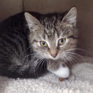 Kätzin Babsi / © 2016 Arche KaNaum (DN)