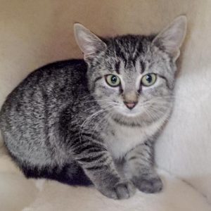 Kätzin Dobby / © 2016 Arche KaNaum (DN)