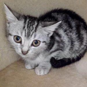 Kätzin Bibi / © 2016 Arche KaNaum (DN)