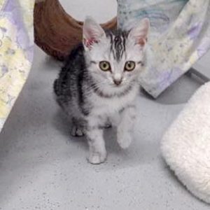 Kätzin Bibi / © 2016 Arche KaNaum (DN)