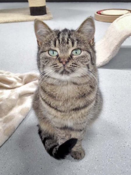 Kätzin Mirja / © 2016 Arche KaNaum (OS)