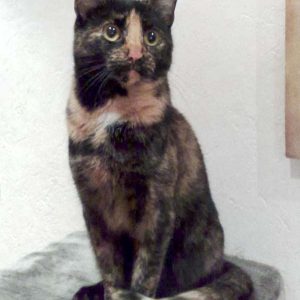 Vermisst: Kätzin Püppi aus Bad Arolsen / © 2016 Privat Vermisst: Kätzin Püppi aus Bad Arolsen / © 2016 Privat