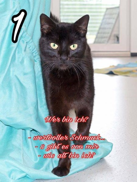 Kätzin Saphira / © 2016 Arche KaNaum (NH)