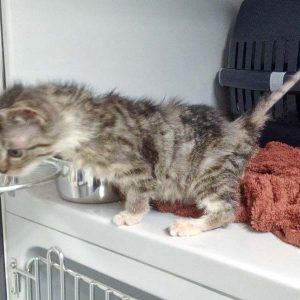 Katerchen Findus / © 2016 Arche KaNaum (DN) Katerchen Findus / © 2016 Arche KaNaum (DN)