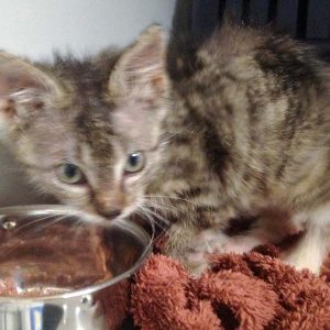 Katerchen Findus / © 2016 Arche KaNaum (DN) Katerchen Findus / © 2016 Arche KaNaum (DN)