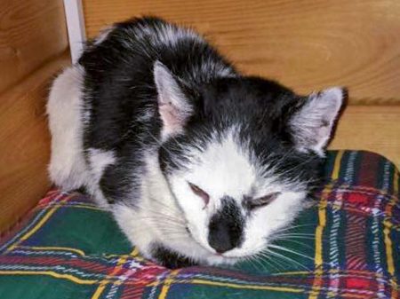 Schwarz-weißes altes Fund-Katerchen / © 2016 Privat