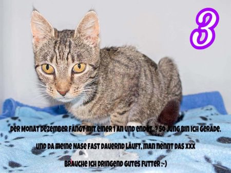 Kätzin Mara / © 2016 Arche KaNaum (NH)