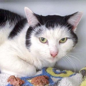 Streunerkater Muffin / © 2016 Arche KaNaum (DN)