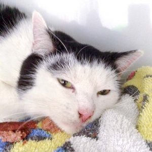 Streunerkater Muffin / © 2016 Arche KaNaum (DN)