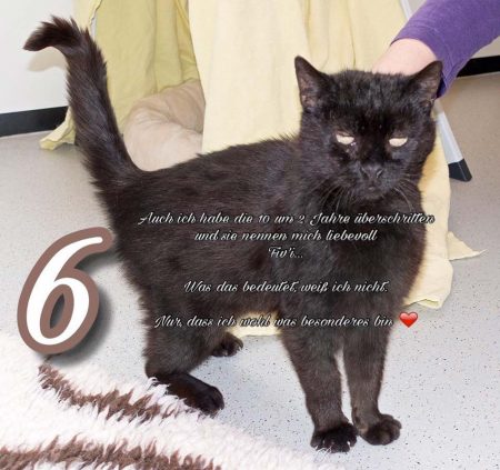 Kater Paul / © 2016 Arche KaNaum (NH)