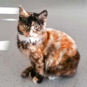 Kätzin Philomena / © 2016 Arche KaNaum (JM) Kätzin Philomena / © 2016 Arche KaNaum (JM)