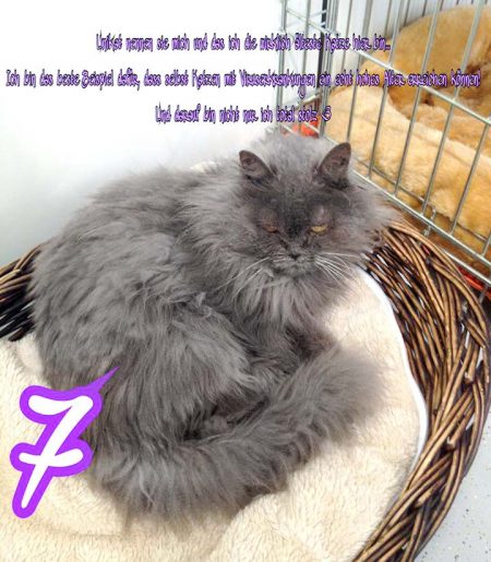 Gnadenhof-Kätzin Oma Schnurri / © 2016 Arche KaNaum (DN)