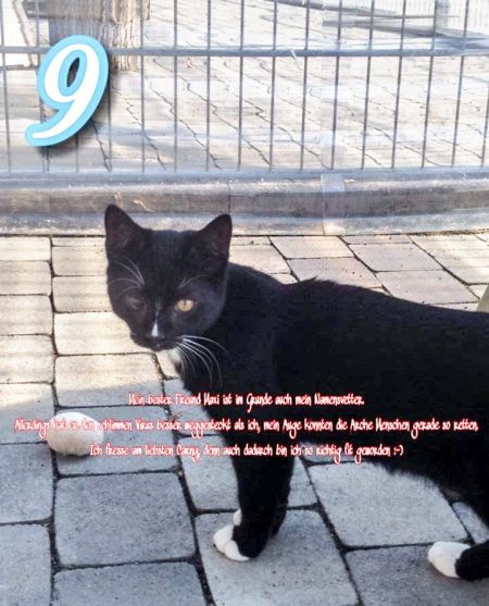 Kater Mäxchen / © 2016 Arche KaNaum (DN)