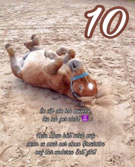 Ponystute Emma / © 2016 Arche KaNaum (DN)