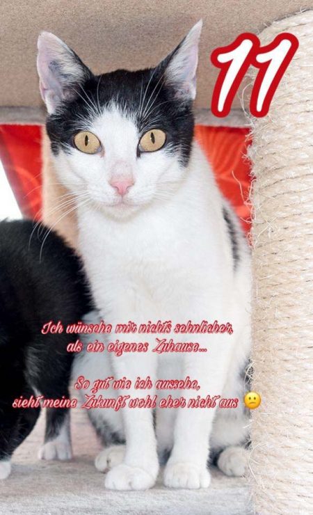 Kätzin Jasmin / © 2016 Arche KaNaum (NH)