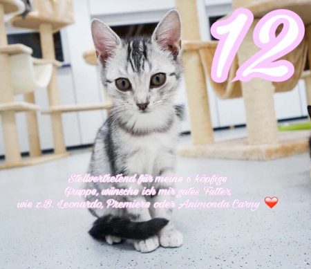 Kätzin Bibi / © 2016 Arche KaNaum (JM)