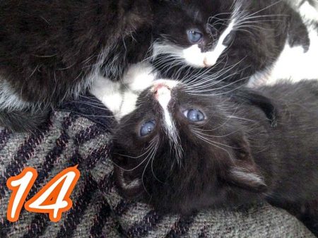 Zwei von Hexes Babys / © 2016 Arche KaNaum (DN)